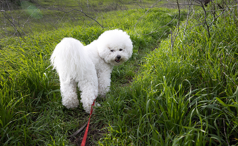 Toy Poodle