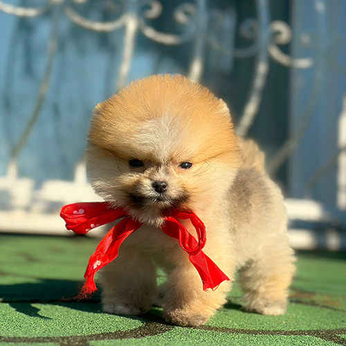 Pomeranian