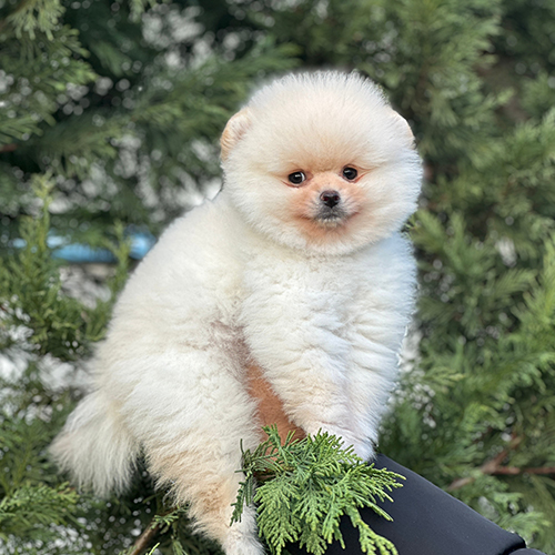Pomeranian Yavru Pomeranian Satılık Pomeranian İstanbul Fiyat Sahibinden Pomeranian