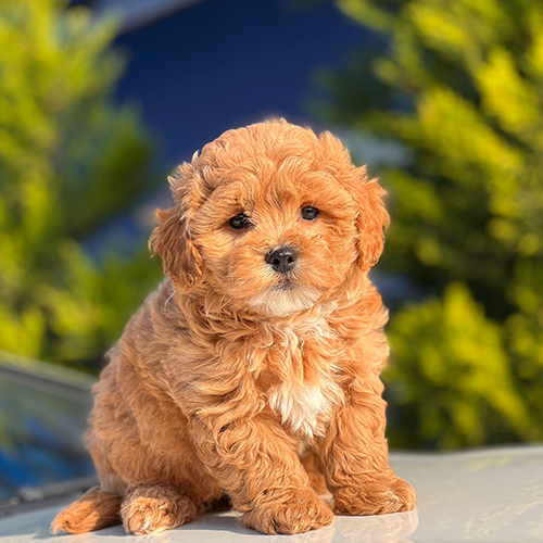 Maltipoo Köpek